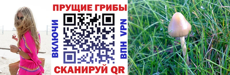 Псилоцибиновые грибы Psilocybine cubensis  Реж 